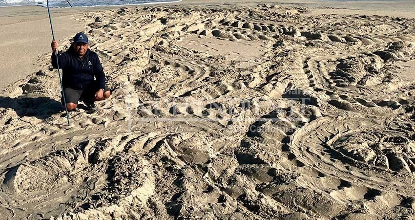 Tortuga laud regresa a Los Cabos; desde el 2022 no se reportaron avistamientos Tortuga laud regresa a Los Cabos; desde el 2022 no se reportaron avistamientos