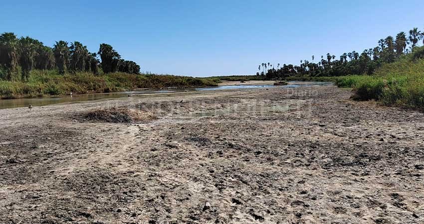 Cerca de 30 especies invasoras impactan al Estero de San José del cabo Cerca de 30 especies invasoras impactan al Estero de San José del cabo