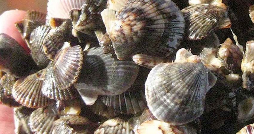 Por transportar producto marino en veda temporal vinculan a proceso a Anselmo “N” Por transportar producto marino en veda temporal vinculan a proceso a Anselmo “N”