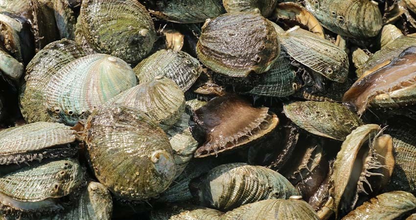 Concluye veda de abulón en la zona IV de BCS