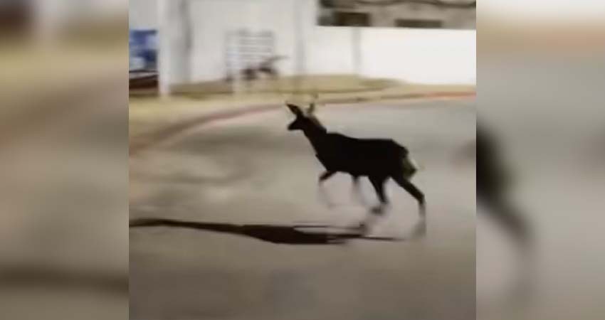 Especialista: Alarmante la aparición de venados en zonas urbanas de Los Cabos Especialista: Alarmante la aparición de venados en zonas urbanas de Los Cabos