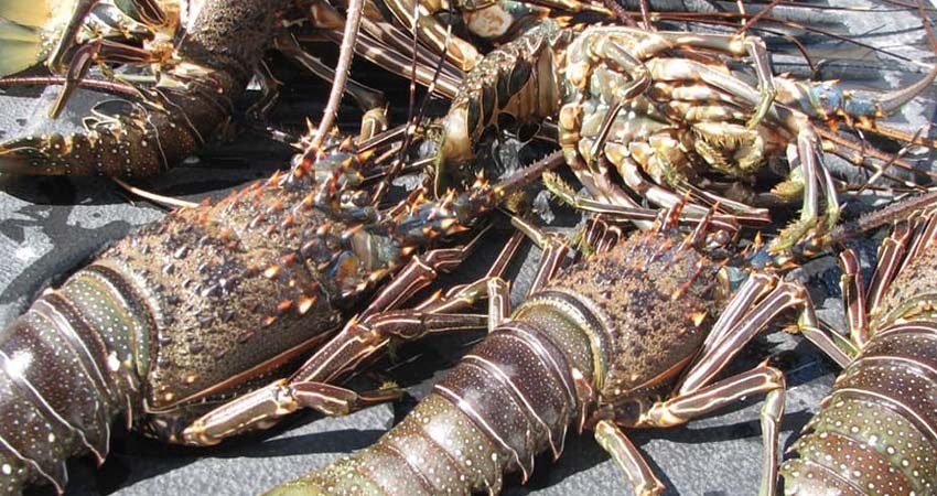 Inicia Semana de Eficiencia Energética y Energía Renovable 2024 en la UABCS