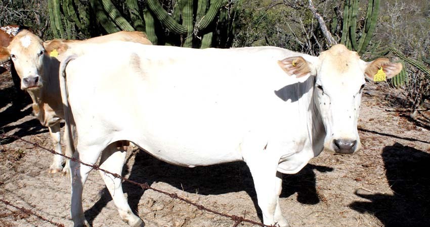 Destaca SEPADA labor del sector ganadero en BCS