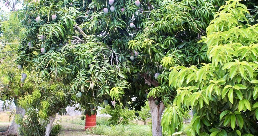 Continúan a la baja brotes de mosca de la fruta en zona sur de BCS