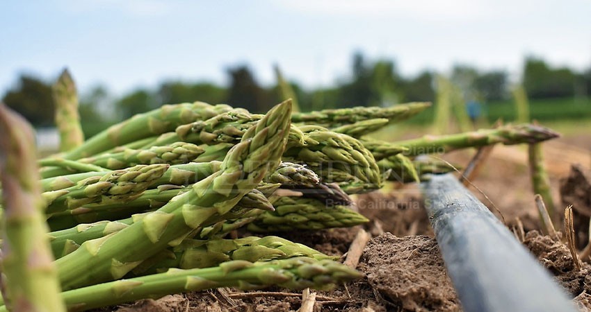 Dubái un mercado en el Baja California Sur que busca expandir su mercado agrícola