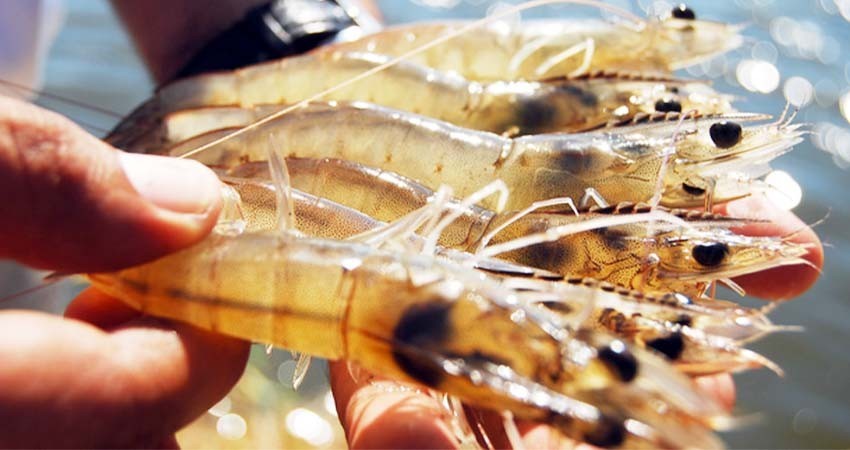 Inició veda de camarón en el océano Pacífico