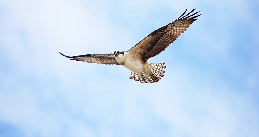 UABCS invita a su Festival de Aves Playeras de la Ensenada de La Paz