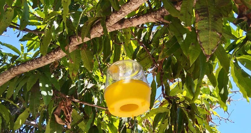 SEPADA: Continúan los trabajos para erradicar mosca de la fruta en BCS SEPADA: Continúan los trabajos para erradicar mosca de la fruta en BCS