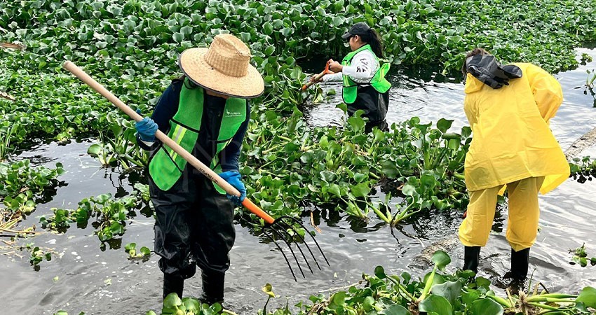 Limpieza de lirio acuático en Estero de SJC continua; se encargan grupos voluntarios Limpieza de lirio acuático en Estero de SJC continua; se encargan grupos voluntarios