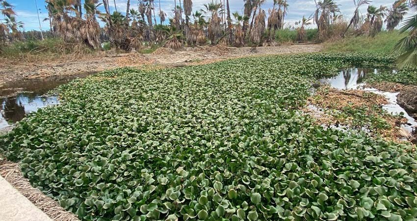 Pedirá Leggs Castro al Fideicomiso de Derecho a Saneamiento Ambiental destine recursos al Estero Josefino Pedirá Leggs Castro al Fideicomiso de Derecho a Saneamiento Ambiental destine recursos al Estero Josefino