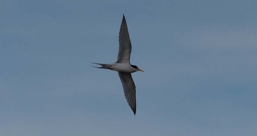 Poca vigilancia y control en playas, amenaza anidación del Gallito Marino en Los Cabos Poca vigilancia y control en playas, amenaza anidación del Gallito Marino en Los Cabos