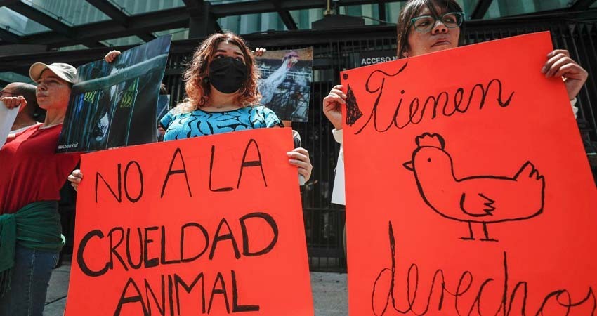 Activistas exigen sanción contra senador que promovió sacrificio de gallina en Senado Activistas exigen sanción contra senador que promovió sacrificio de gallina en Senado