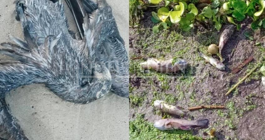 Alerta en Los Cabos por la muerte de pelícanos