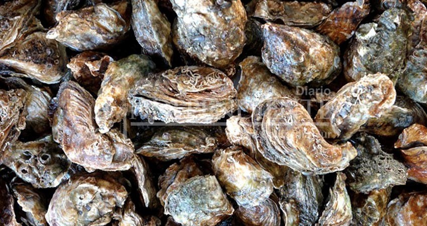 Establece COEPRIS cierre precautorio para extracción de moluscos bivalvos en esteros cardón y coyote