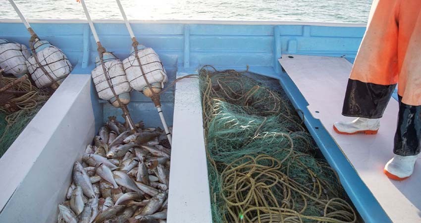 Informa UNODC sobre infiltración del crimen organizado en pesquerías y tráfico de Totoaba Informa UNODC sobre infiltración del crimen organizado en pesquerías y tráfico de Totoaba