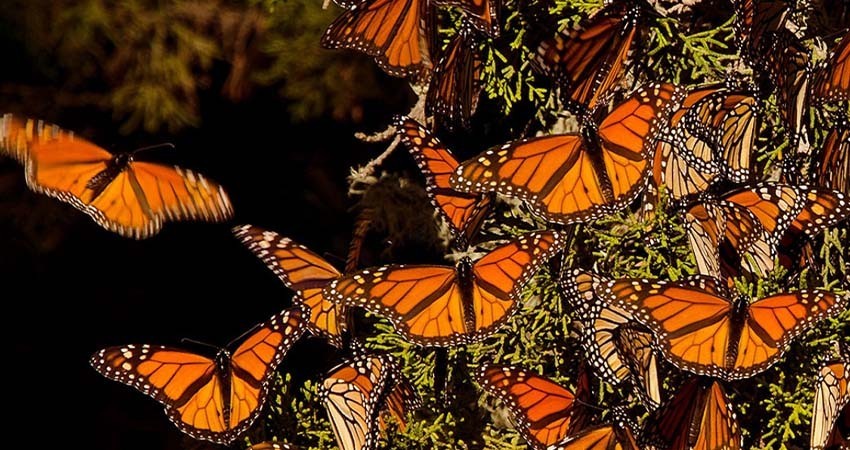 México, EU y Canadá implementarán medias urgentes para proteger a la mariposa Monarca