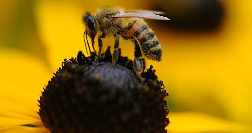 En peligro las abejas mexicanas por cambio climático, pesticidas y parásitos