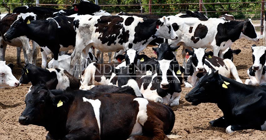 Trabaja SEPADA en la campaña contra la Tuberculosis Bovina