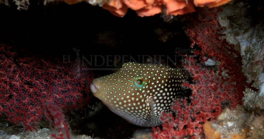 El acuario del mundo "se está quebrando"; arrecifes de BCS presentan 90% de deterioro