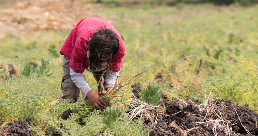 Reconoce SEPADA la existencia de trabajo infantil en campos agrícolas de BCS