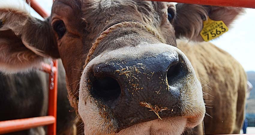 Trabaja SEPADA en la campaña contra la Garrapata Boophilus Trabaja SEPADA en la campaña contra la Garrapata Boophilus