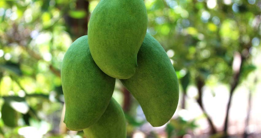 Gestionan recursos para fortalecer la campaña de mosca de la fruta