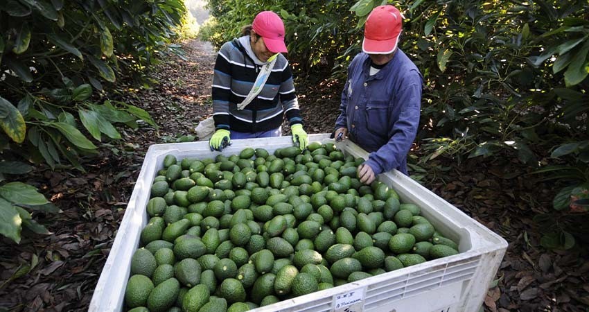 AMLO pedirá a Bárcena acercarse a EU para resolver conflicto por aguacate: 'No habrá pleito'