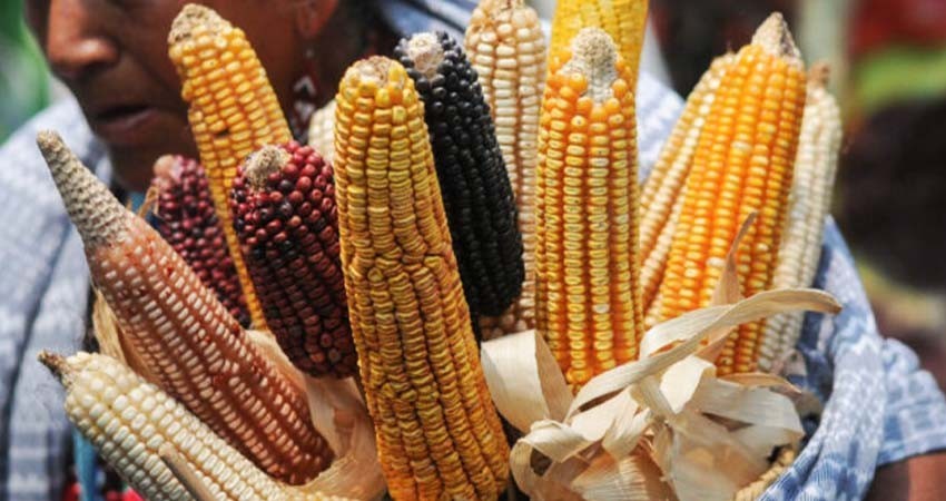 'Sin Maíz, No Hay País' demanda a Sheinbaum compromiso con la agricultura sostenible