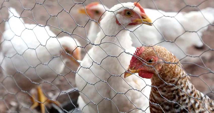 Sader declara el fin de la emergencia sanitaria por gripe aviar en México