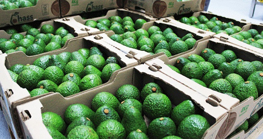 Comerciantes denuncian aumento del 40 % en precio del aguacate por la violencia