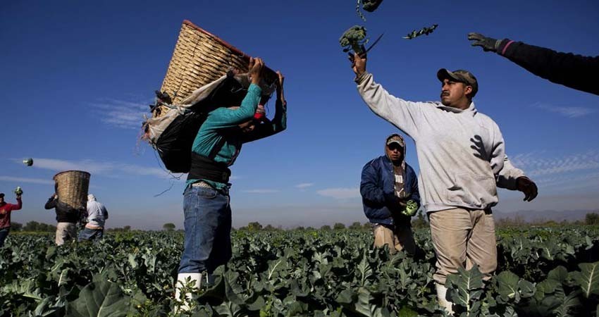 Organizaciones campesinas piden a Sheinbaum trabajar por la soberanía alimentaria