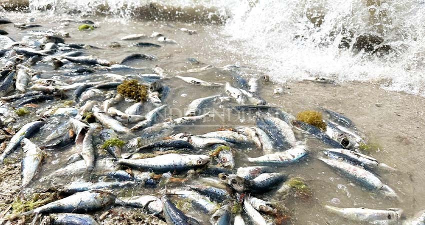 Investigan mortandad de peces en la bahía de La Paz