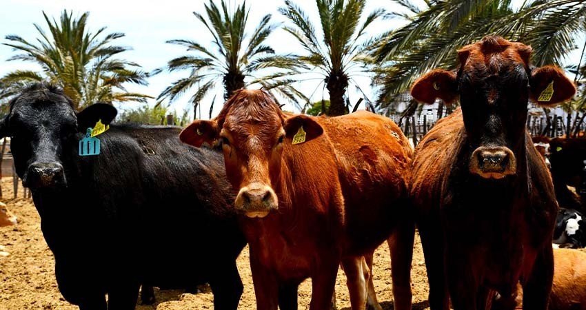 4 mil 641 productores y productoras inscritos en el padrón del Seguro de Vida Ganadero de BCS 4 mil 641 productores y productoras inscritos en el padrón del Seguro de Vida Ganadero de BCS
