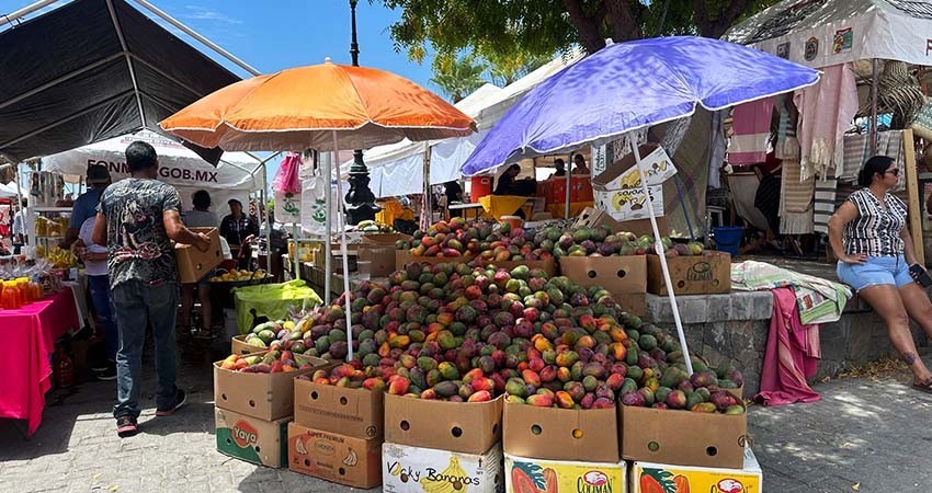En lo que va del año, BCS ha producido más de 10 mil toneladas de mango