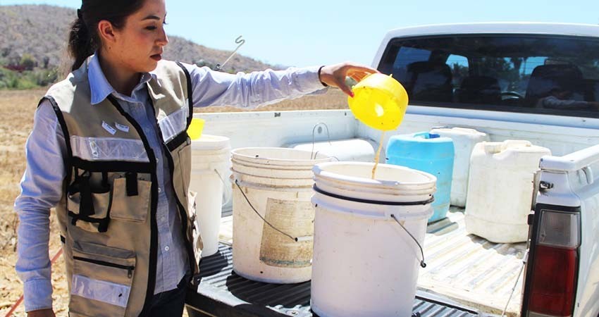 Gobierno estatal y federal invierten 15 MDP en plan emergente contra la mosca de la fruta