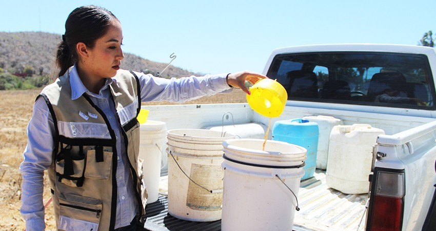 Gobierno estatal y federal invierten 15 MDP en plan emergente contra la mosca de la fruta