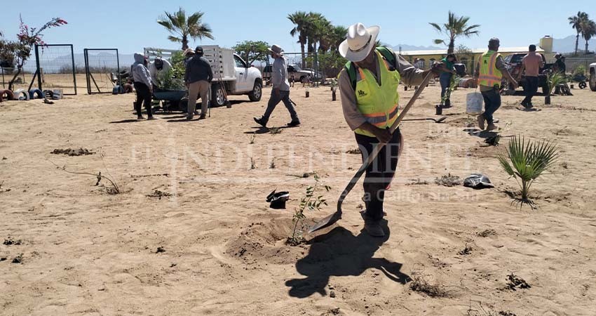 Plantan más de 130 árboles en la subdelegación de Elías Calles Plantan más de 130 árboles en la subdelegación de Elías Calles
