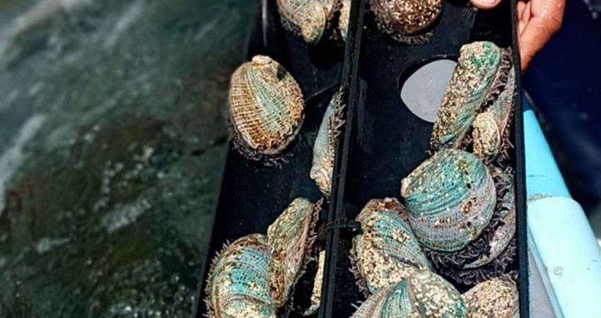 Disminuye producción de abulón en BCS; no afecta ingresos de pescadores, asegura Secretario de Pesca