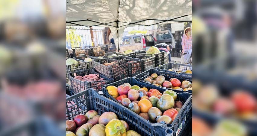 En Baja California Sur se desperdician más de 240 mil toneladas de comida anualmente
