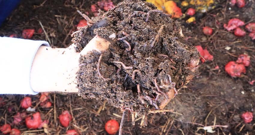 UABCS impulsa proyecto de reutilización de residuos para la generación de composta