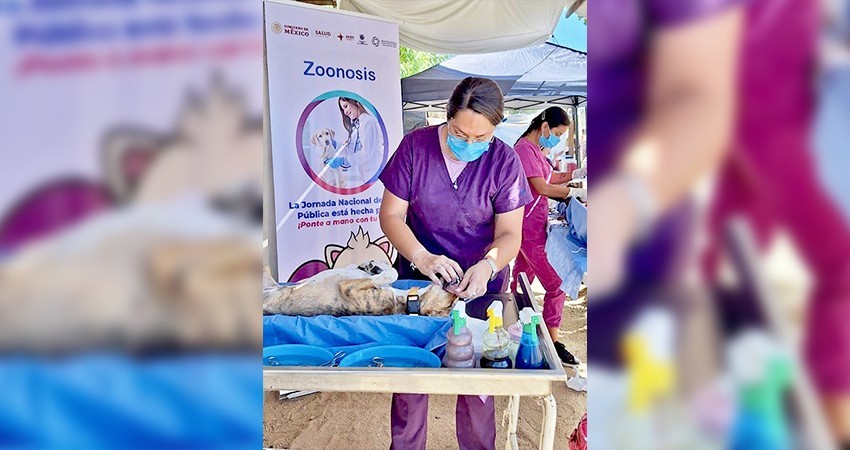 Acercan esterilizaciones caninas y felinas a colonias populares mediante la estrategia “Échale Montón”