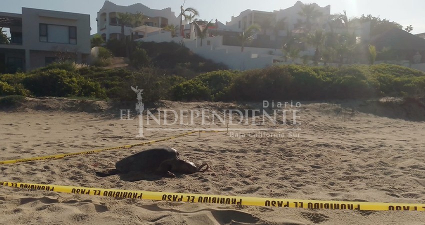 En aumento los casos de tortugas asesinadas por perros En aumento los casos de tortugas asesinadas por perros