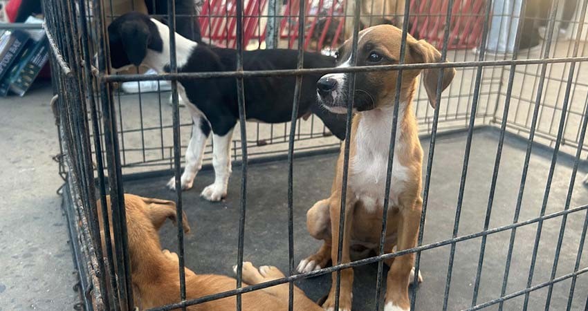 Realizará CEMAC jornada de adopciones en la explanada del Ayuntamiento La Paz