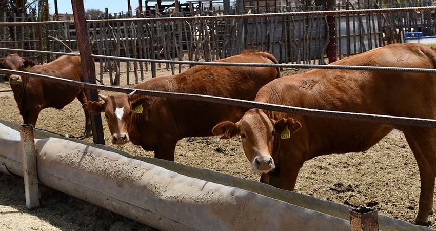 Convoca SEPADA a continuar con actividades de barrido de tuberculosis en BCS