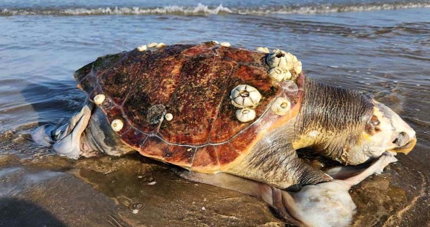 EU sanciona a México por pesca ilegal y prácticas dañinas, informa ONG EU sanciona a México por pesca ilegal y prácticas dañinas, informa ONG