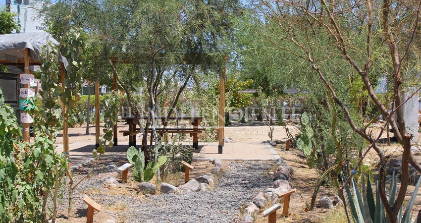 Oasis urbanos en La Paz, una apuesta para ciudades sostenibles en el noroeste de México