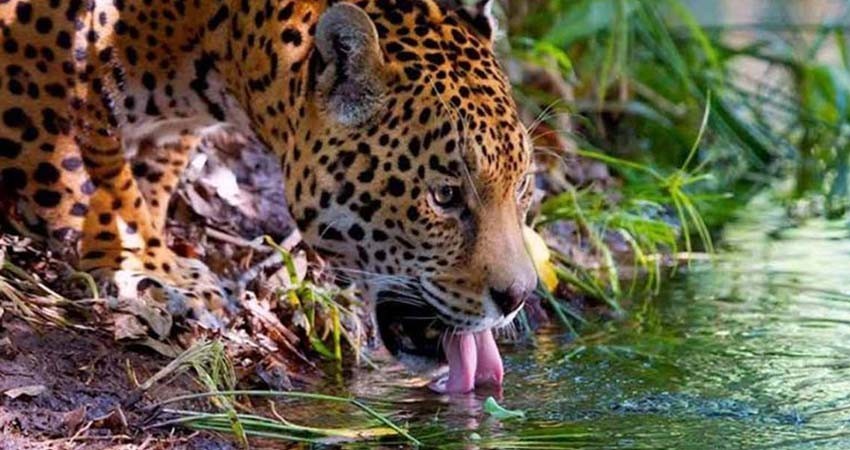 Avances del Tercer Censo Nacional del Jaguar, arroja resultados muy alentadores Avances del Tercer Censo Nacional del Jaguar, arroja resultados muy alentadores