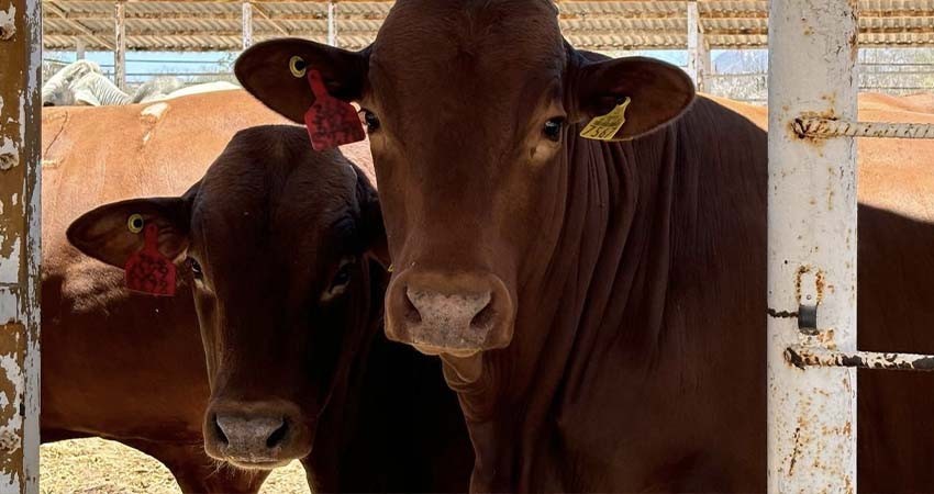 Acuerda SEPADA formación de nueva asociación ganadera en Mulegé