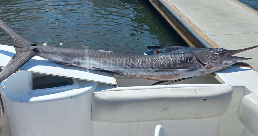Confisca SEMAR embarcación en Cabo Pulmo tras pesca ilegal de un ejemplar de marlin