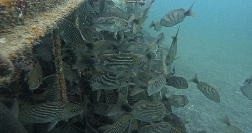 Fortalece el gobierno del estado la Biodiversidad Marina